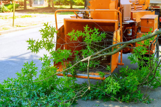 How Our Tree Care Process Works  in  Monrovia, CA